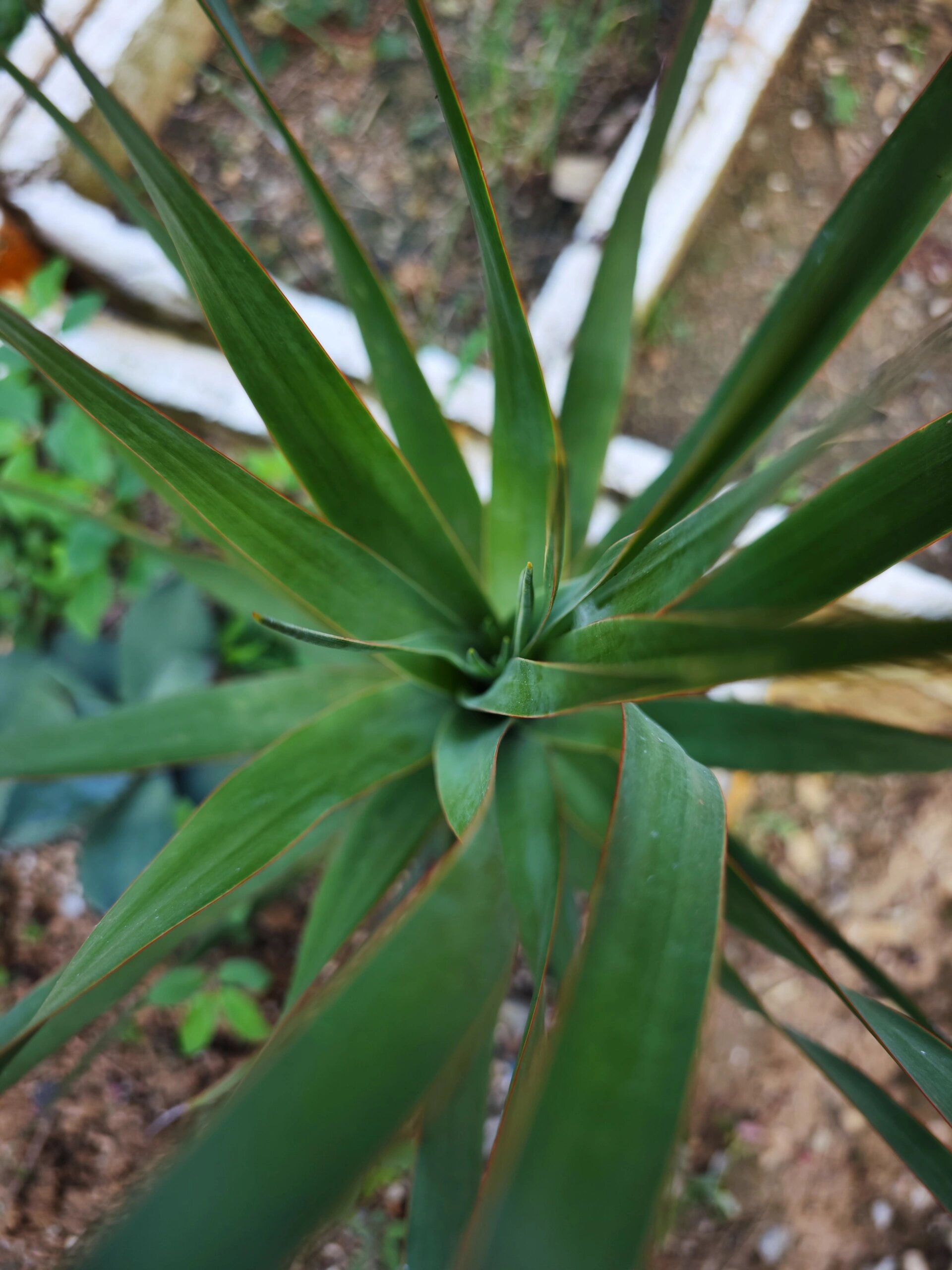 加纳利龙血树长的真是快