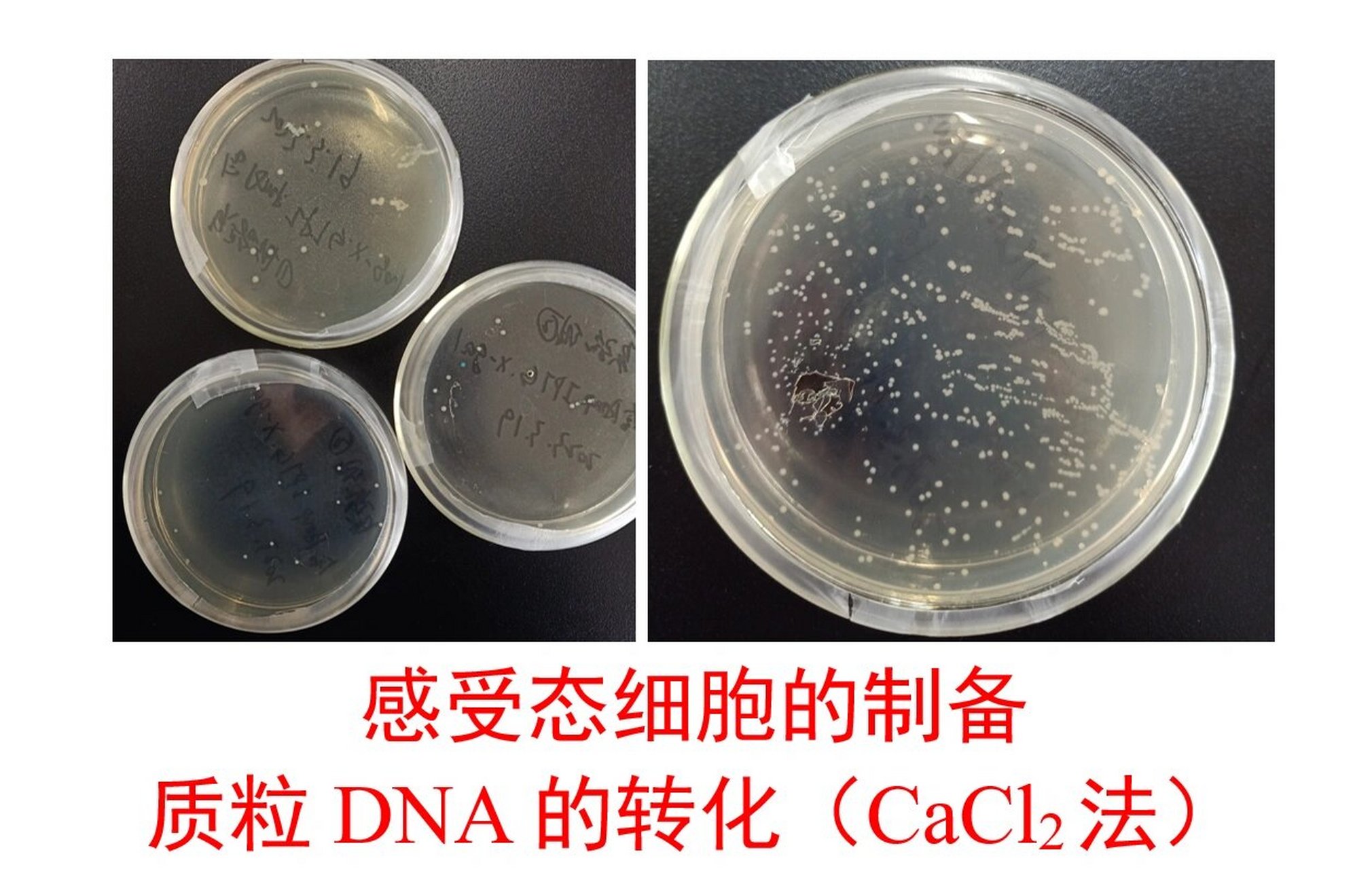 质粒dna的转化Ⅰ原理 详细操作步骤 大肠杆菌感受态细胞的制备 质粒