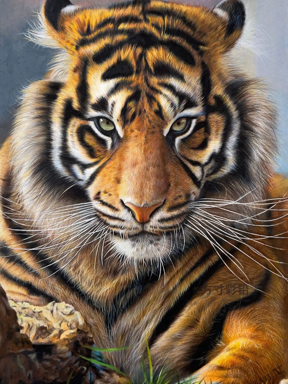 彩铅画-老虎 使用工具:三福霹雳马彩铅150色,三菱彩铅36色,获多福细纹