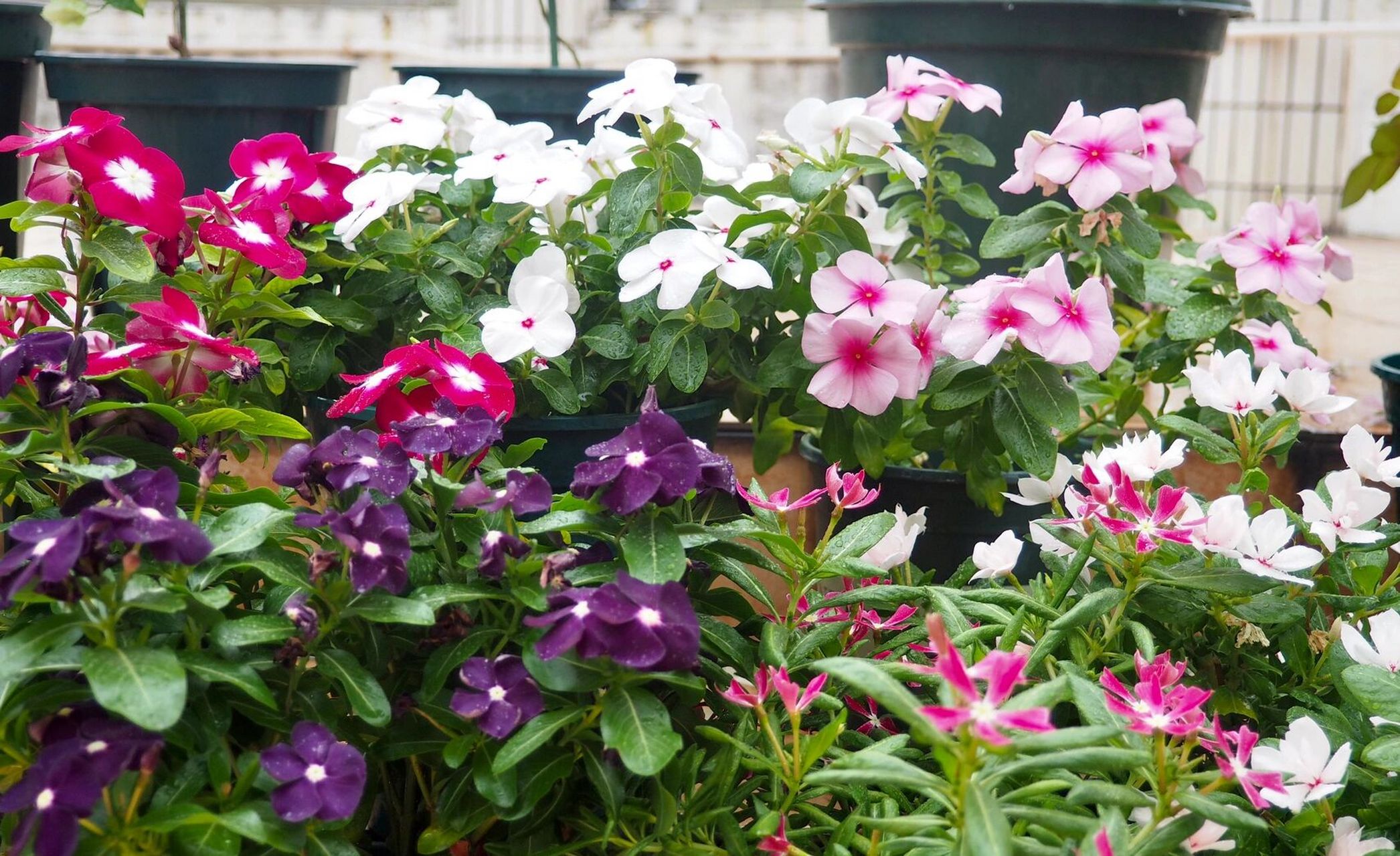 想爆盆,就养长春花,开花到根本停不下来 长春花真是我们两广花友的