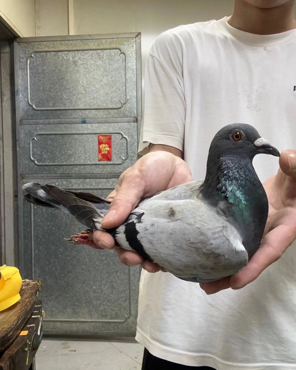 正四关精朴志胱 陈仕义鸽子最厉害三个品种