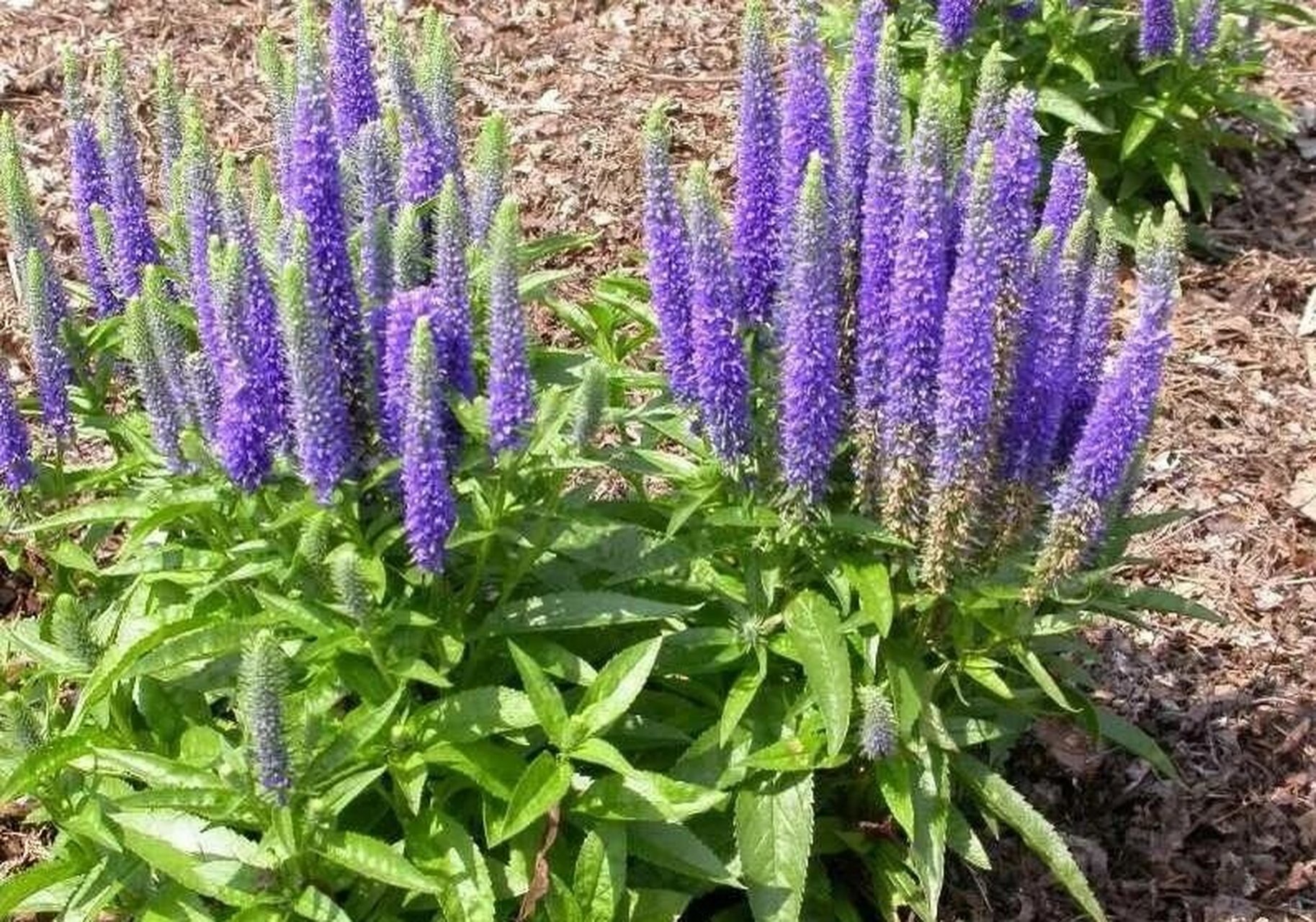 识花|穗花婆婆纳 97多年生耐寒草本,叶对生,花期6-8月,h45cm,穗状