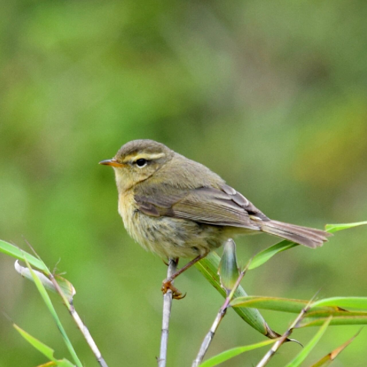 鸟类科普89 | 棕腹柳莺 形态特征: 上体自额至尾上覆羽,包括翅上内侧