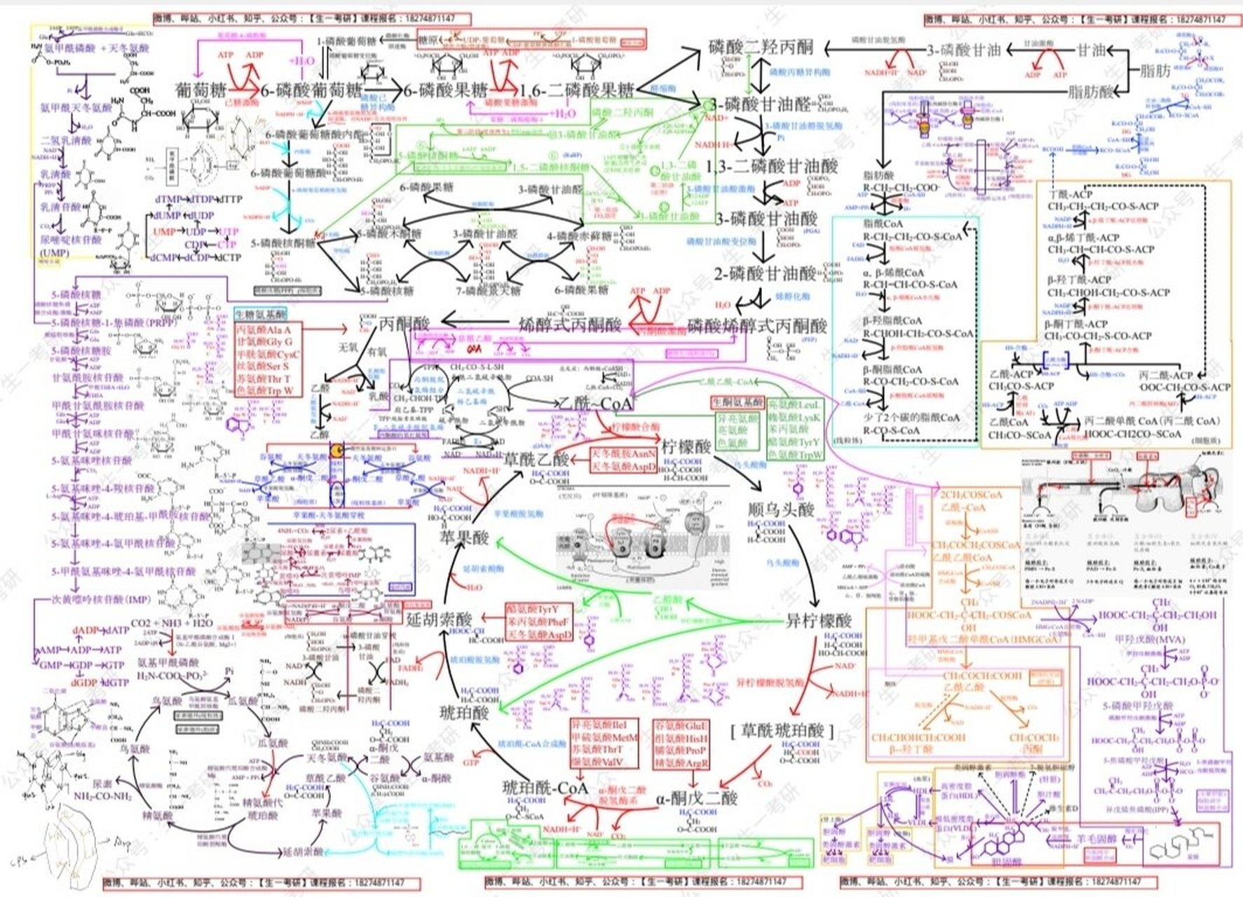 蛋白质的代谢过程图解图片