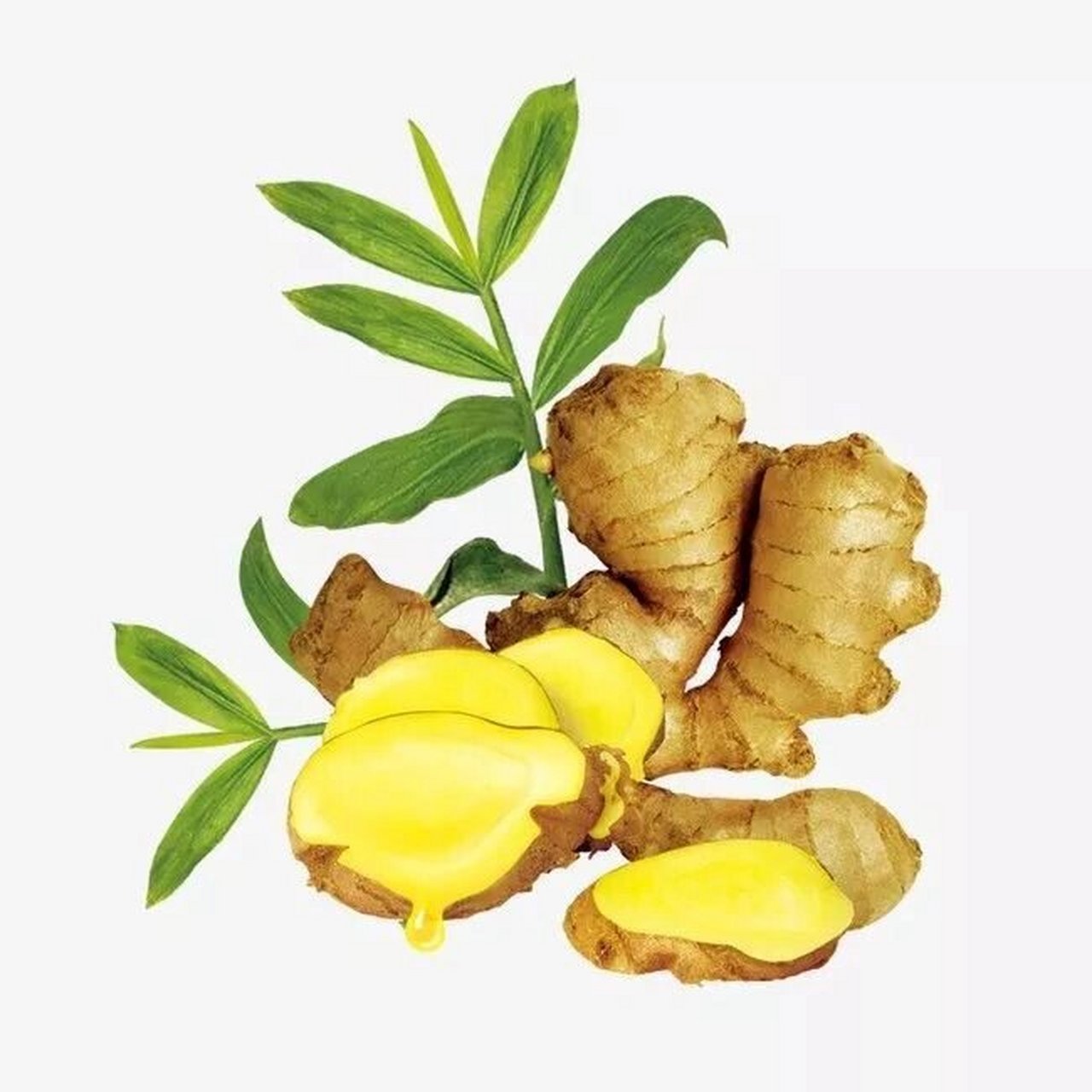 生姜老姜写生素材