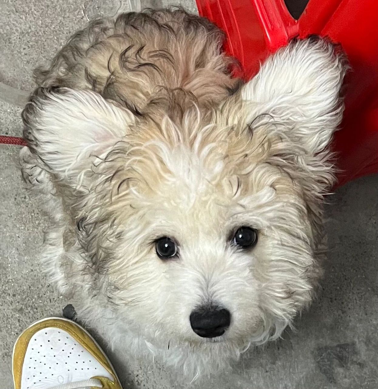 带粿粿爸妈跟大家见见面啦,谢谢他们把粿粿串得这么怪怪可爱的