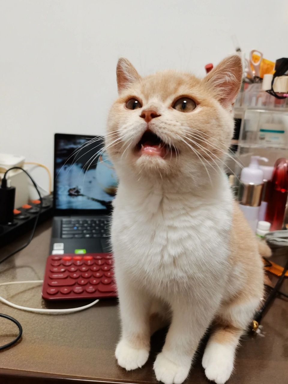 07猫咪换牙期——见证墩墩换第一颗牙牙 墩墩刚满四个月,进入了换牙