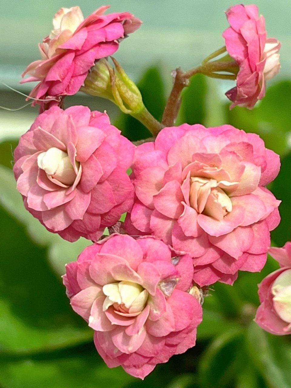 长寿花(106)豆沙皇后 一款独特的豆沙色系…… #长寿花# #长寿花品种
