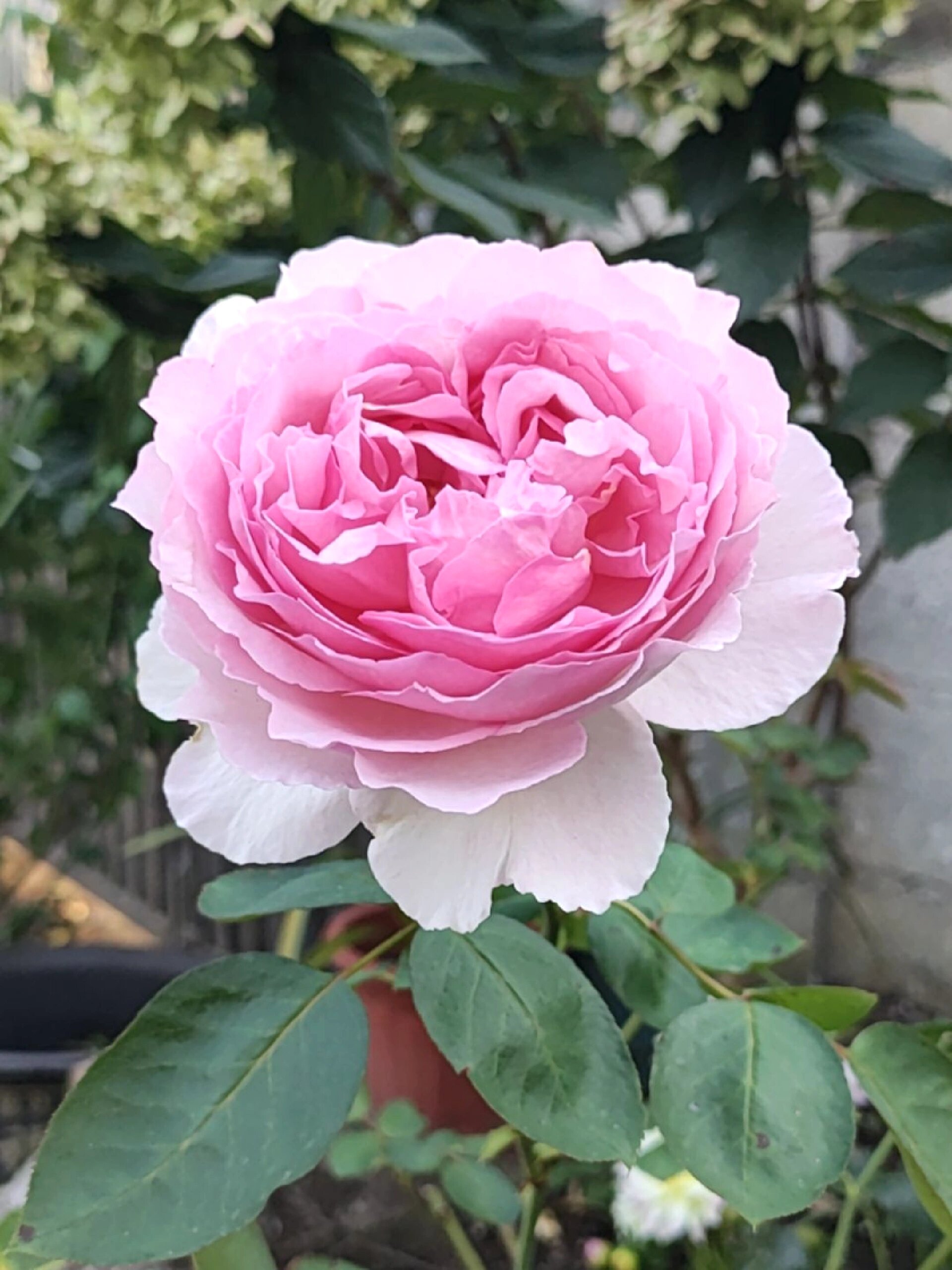 伊芙粉伯爵秋花大头照,大花直立.@阿瑞在乡村的动态