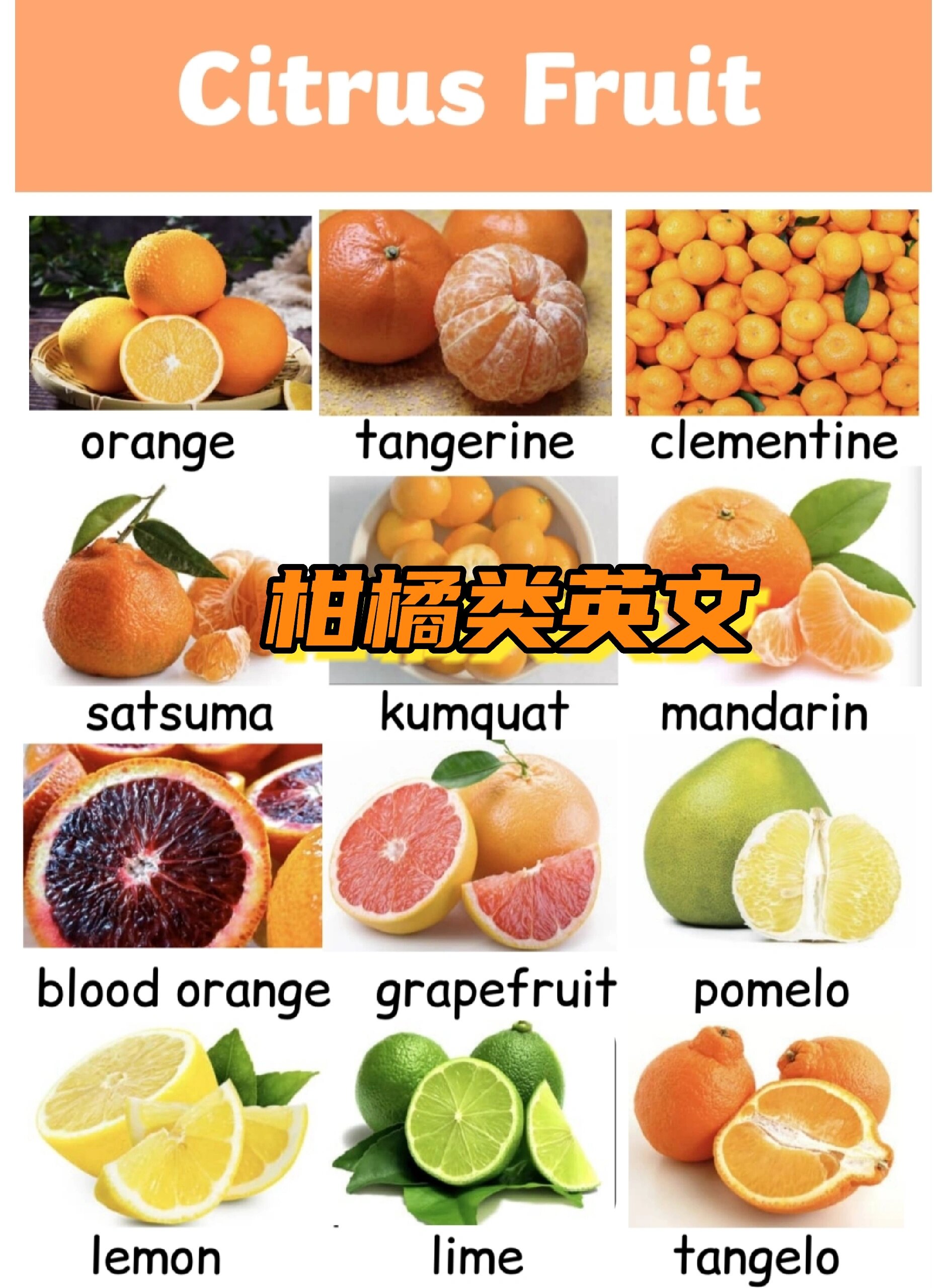 蜜桔? 一图秒懂柑橘类英文 橙子92是orange还是橘子92是orange?