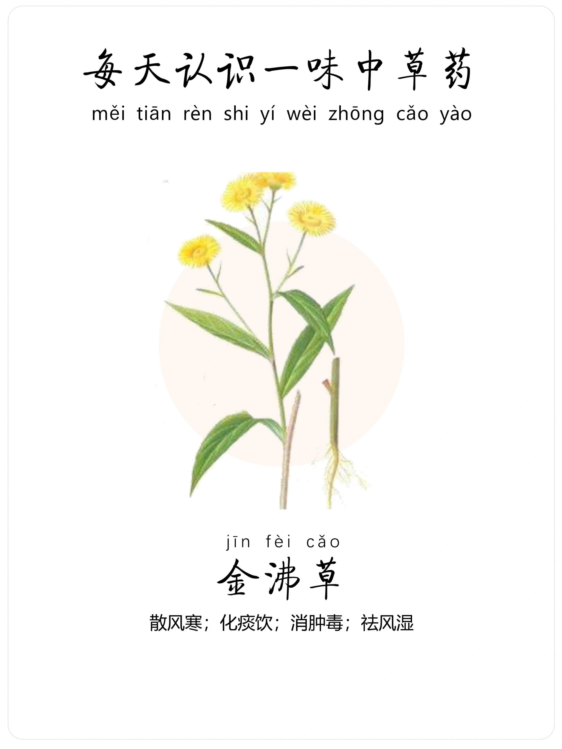 每天认识一味中草药-金沸草92-散风寒 92金沸草,为菊科植物旋覆花