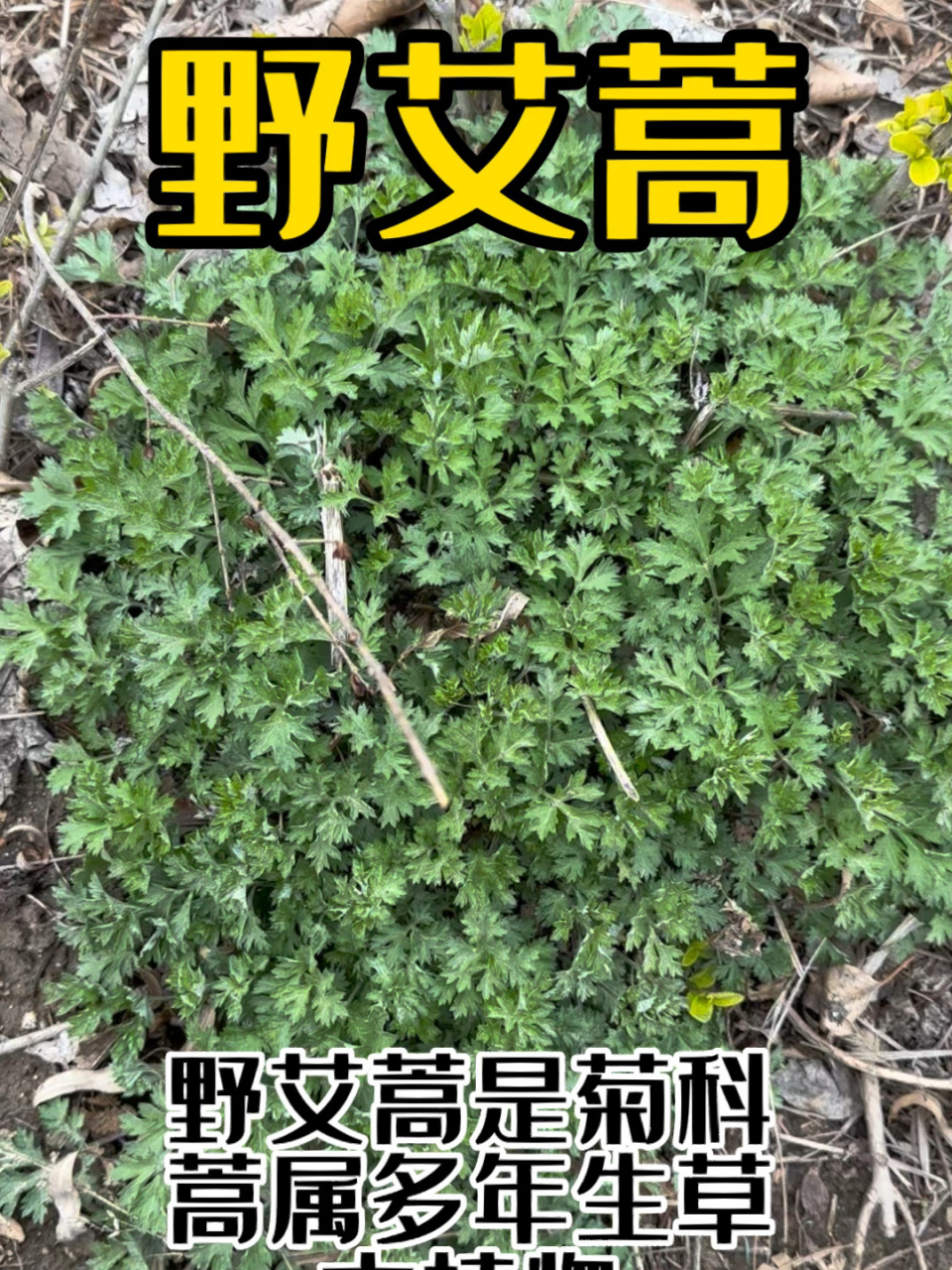 野艾蒿有毒吗图片