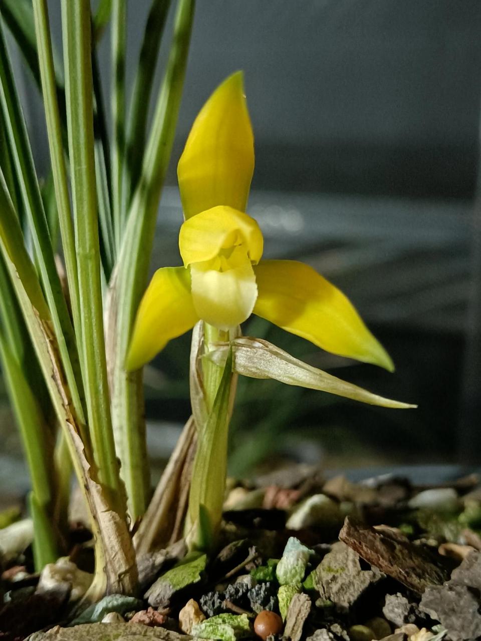 远超春兰金碧辉煌的一个春兰新品黄素,颜色纯净,花瓣带绿嘴!