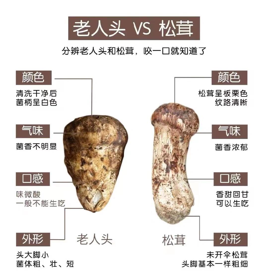 鱼目混珠的松茸该怎么区分呢71