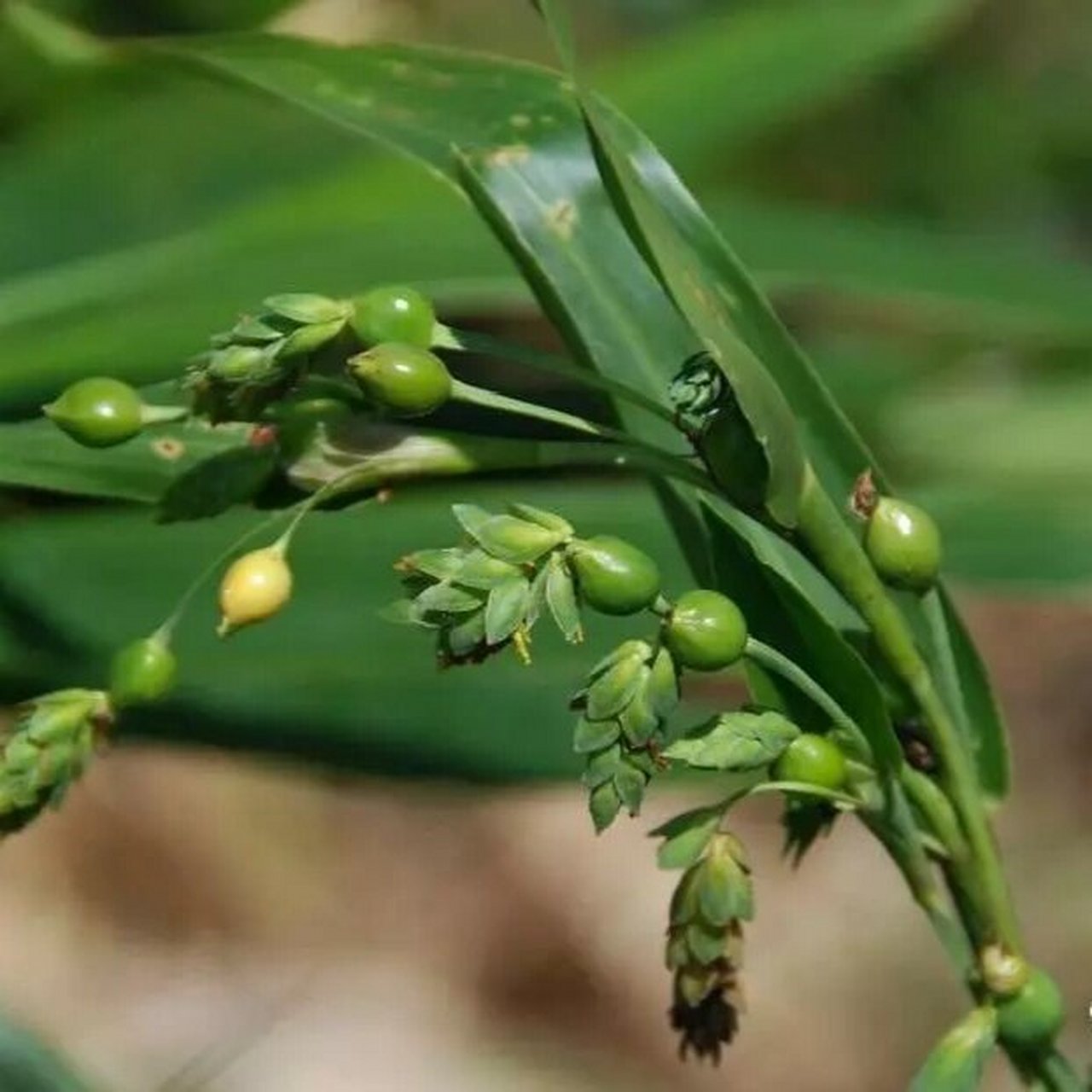 薏仁原植物图片图片