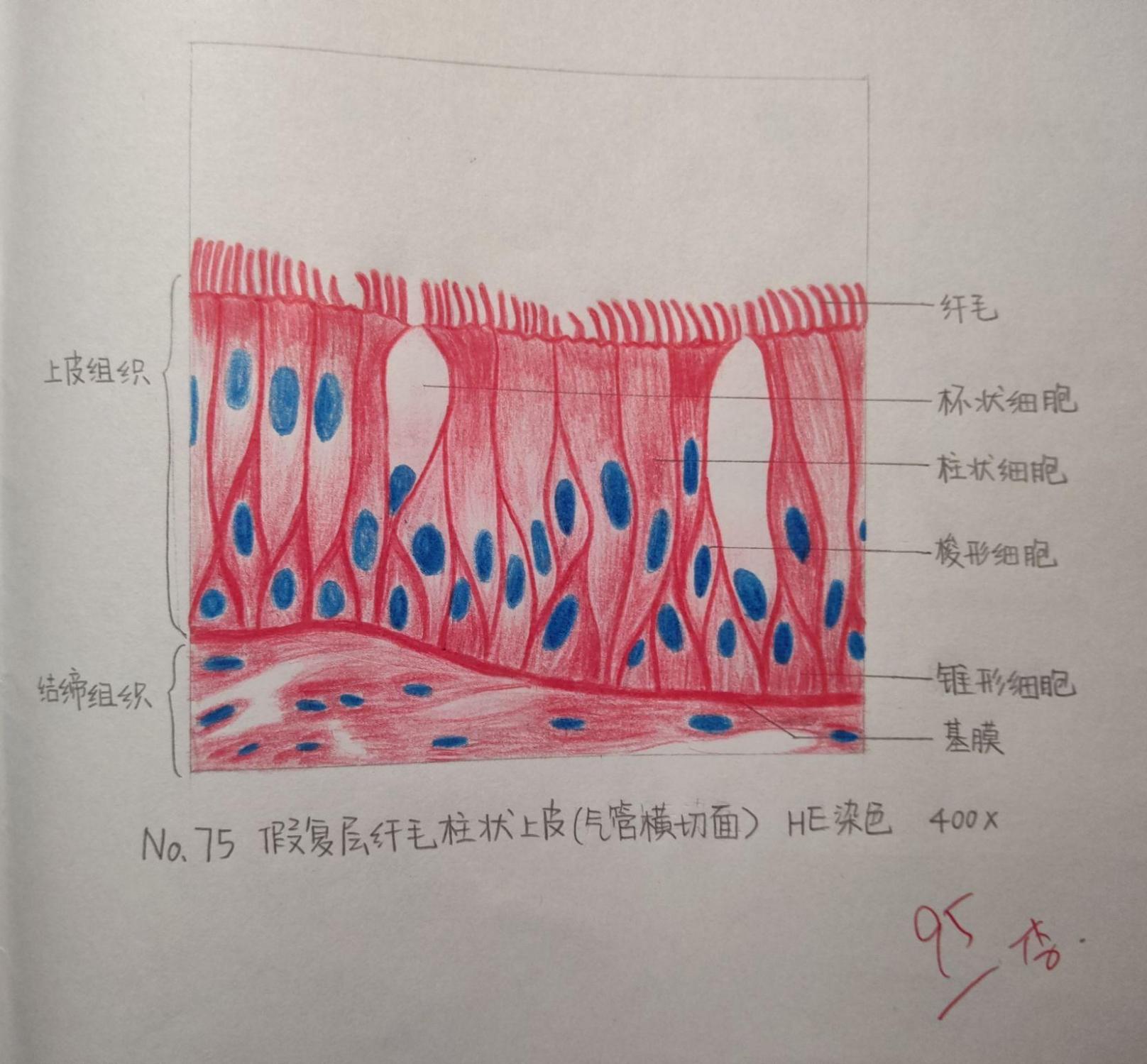 单层扁平上皮绘图标注图片