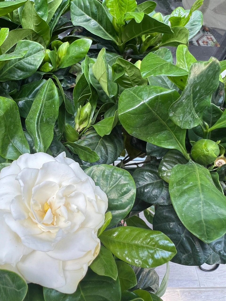 栀子花养护的详细介绍-适合新手 栀子花开花后的花香特别好闻,开出的