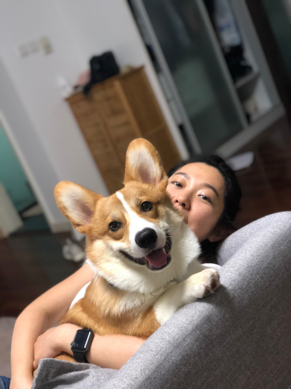 天天抱抱,怀疑是不是把柯基养成泰迪了989898