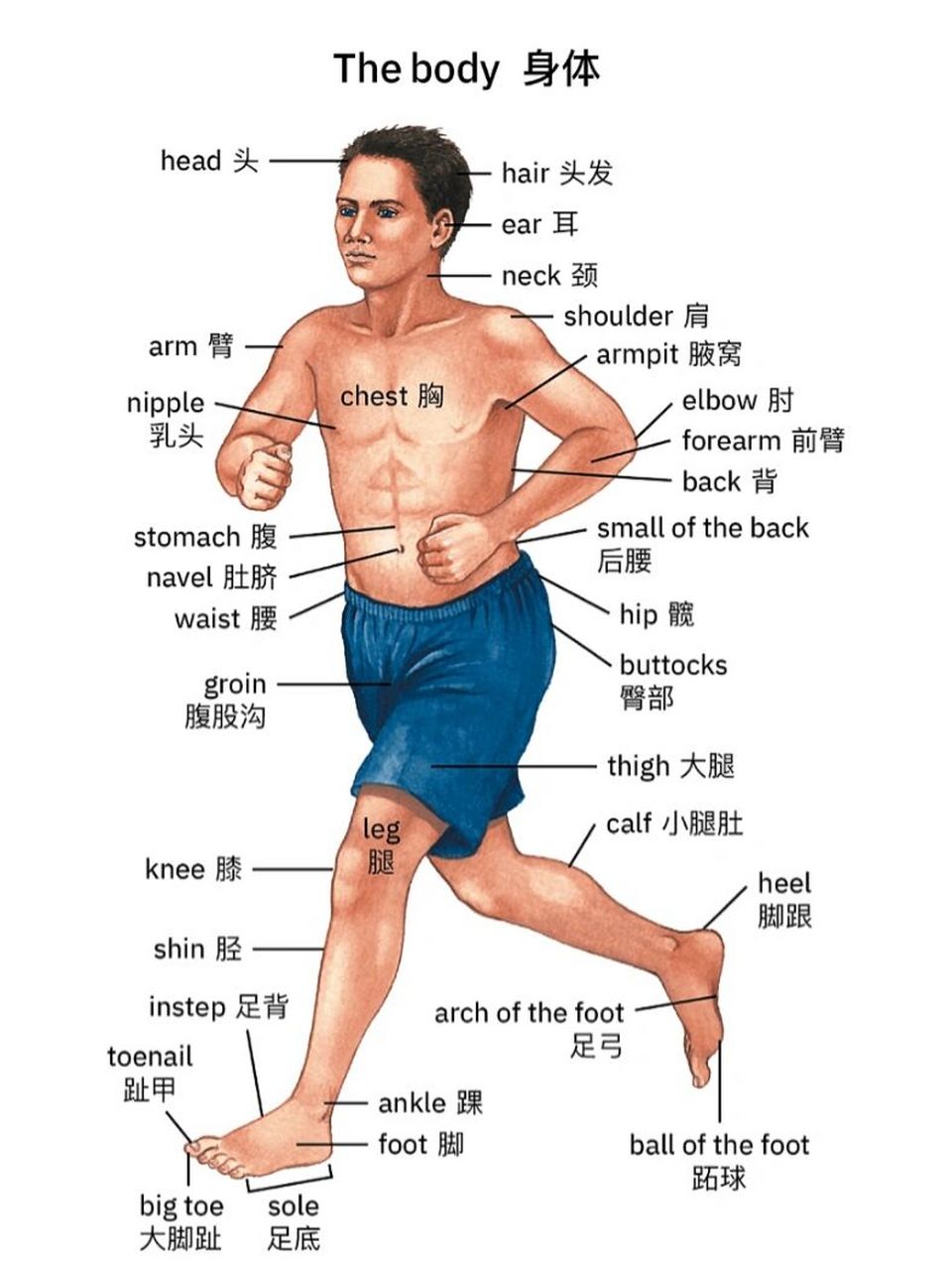 1005 《牛津词典》的"身体各部位" 今日分享身体各部位 的英文表达