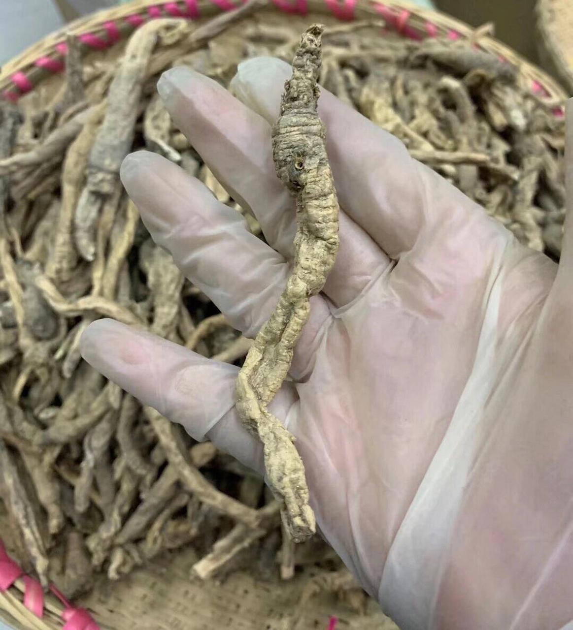 养肺阴,润肺化痰的野生沙参 沙参主要是清肺热,养肺阴和养胃生津,生