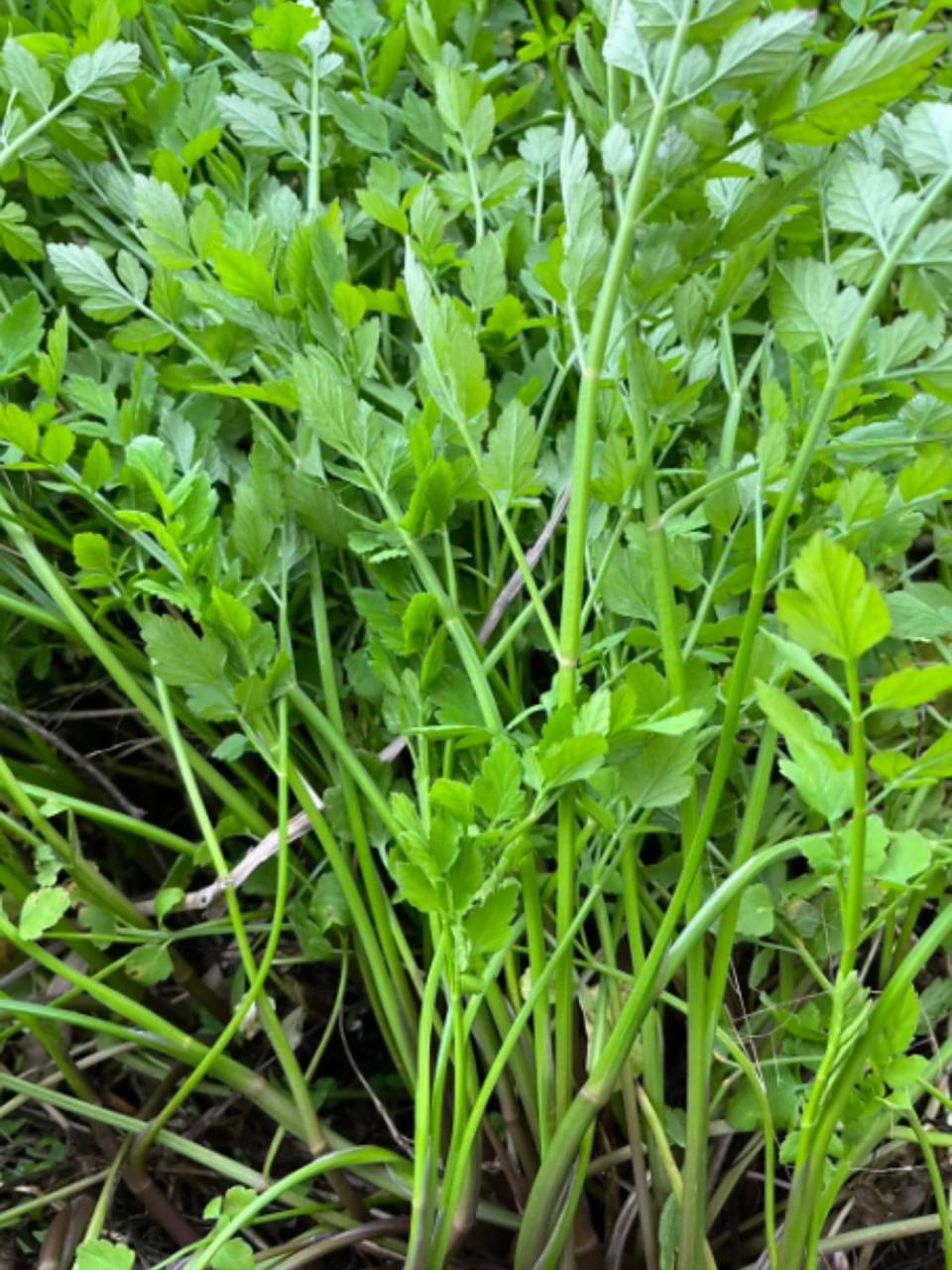 水芹菜图片 大家好,今天我想和大家分享一些水芹菜的清新图片,这种生