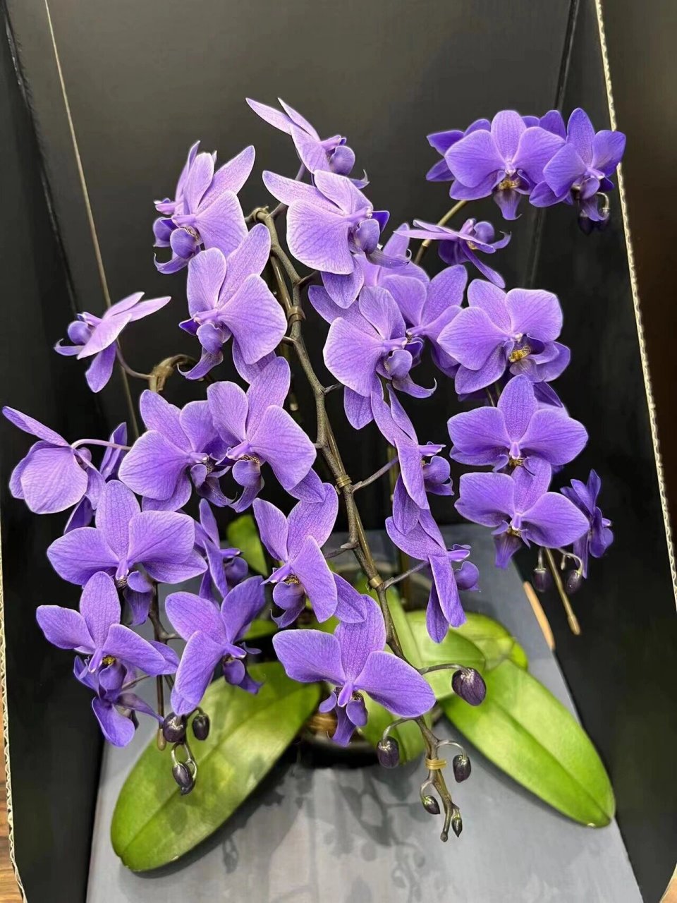 日本新培育出的蓝紫色蝴蝶兰 第一次看到就被惊艳到 拥有纯蓝色血统的