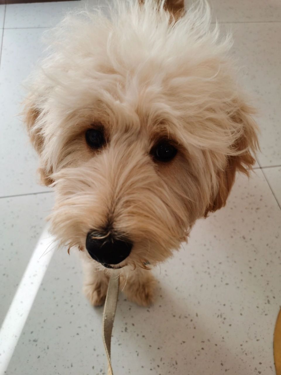 杂种狗狗像金毛,泰迪,西高地 3月份领养的小狗95——柯南,它的妈妈