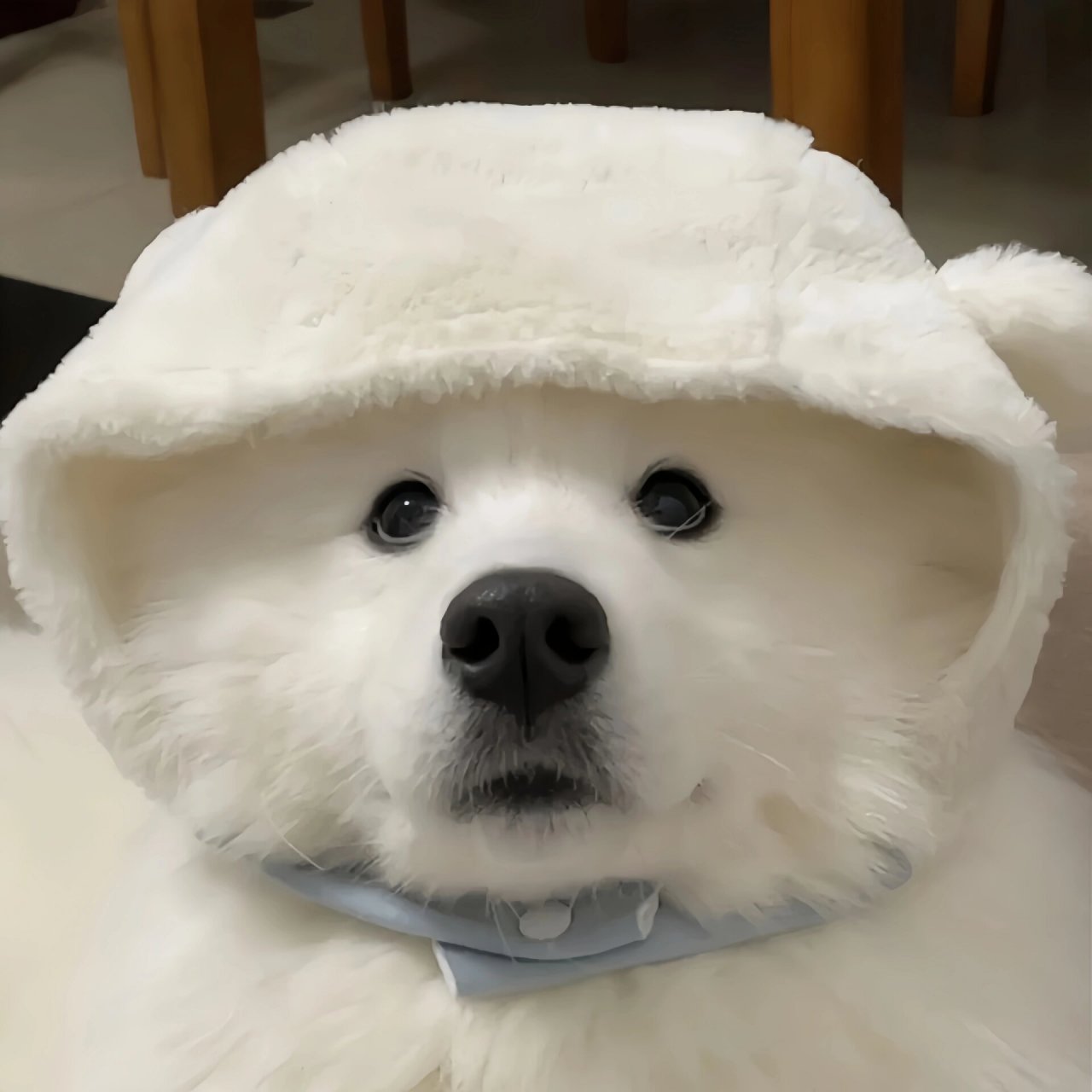 可爱狗头预警7515是谁还没有用上耶耶头像