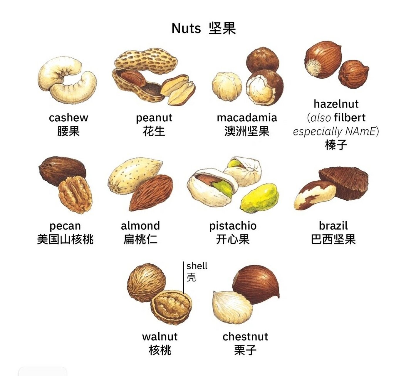 nuts坚果类06