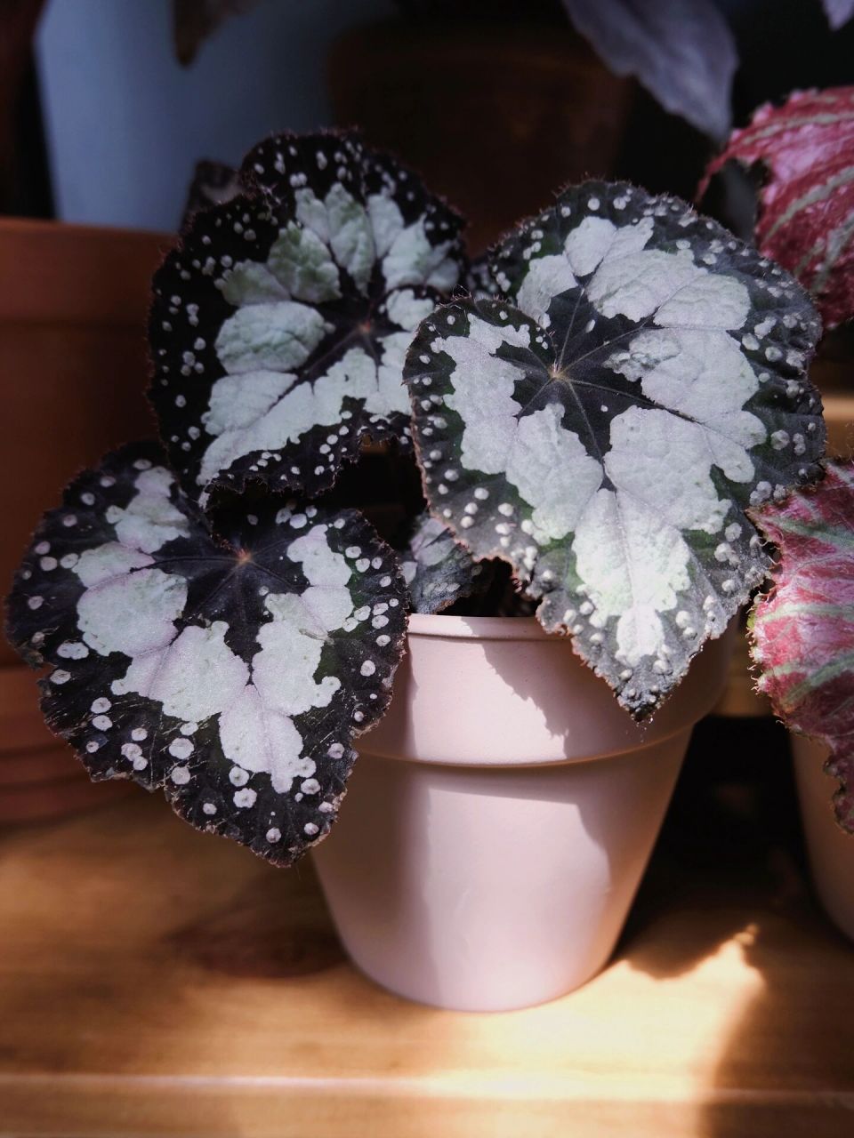 9599 秋海棠 | 多尔切比塔 复古花纹-像女孩子的裙摆 高贵 优雅