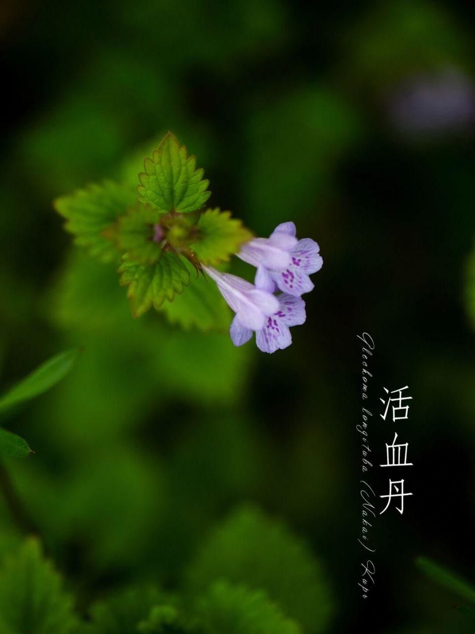 活血丹 金钱又名活血丹, 随风摇曳舞翩翩.