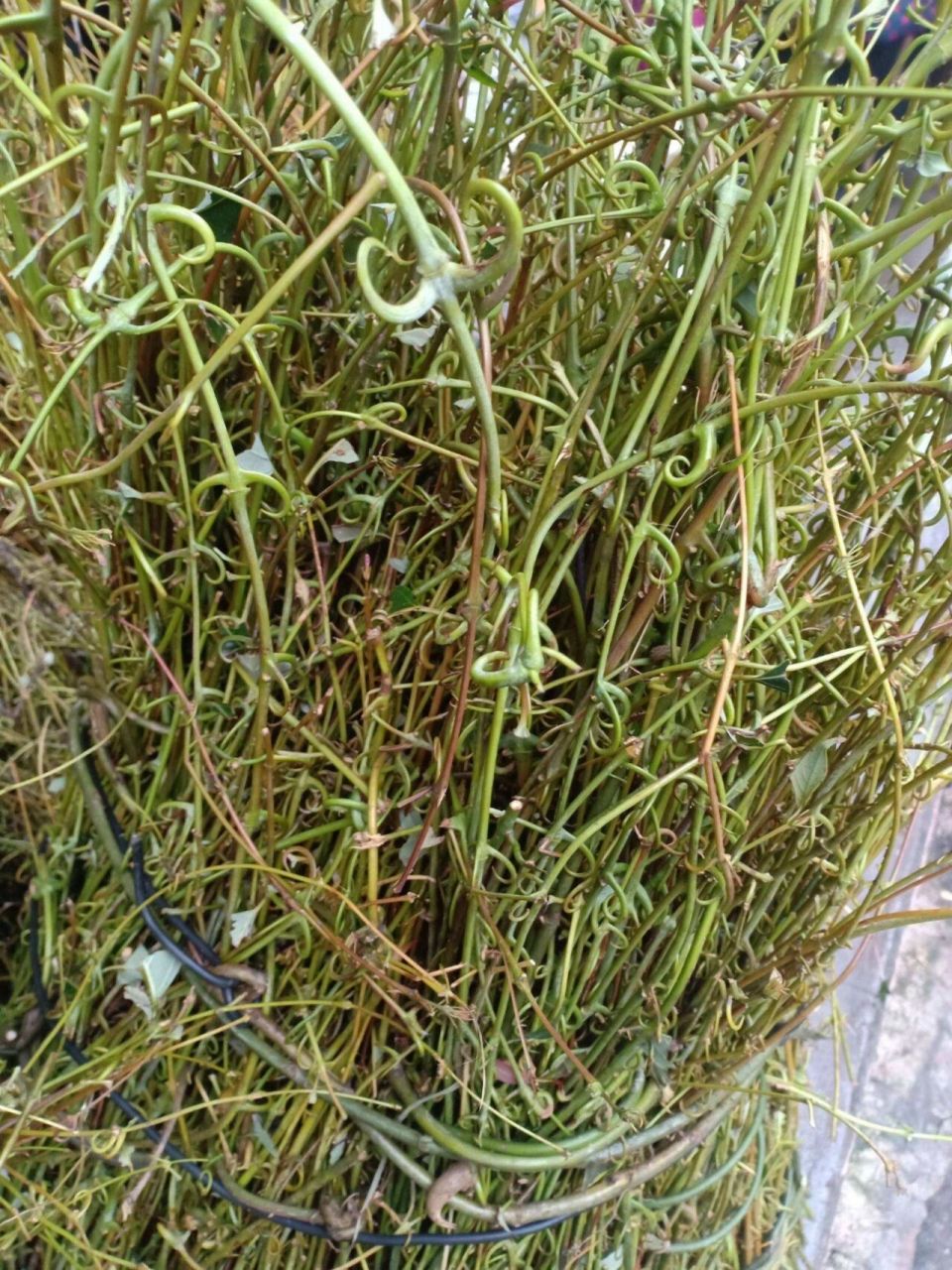 中药第105天 钩藤 平肝息风药(息风止痉药) 茜草科植物钩藤,大叶钩藤