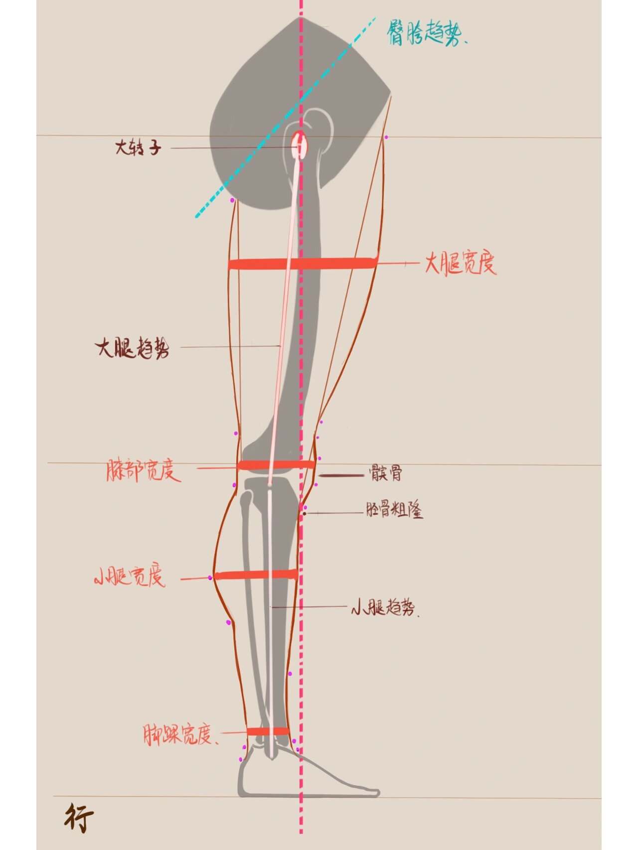 腿部侧面其形态变化复杂,需重点注意!