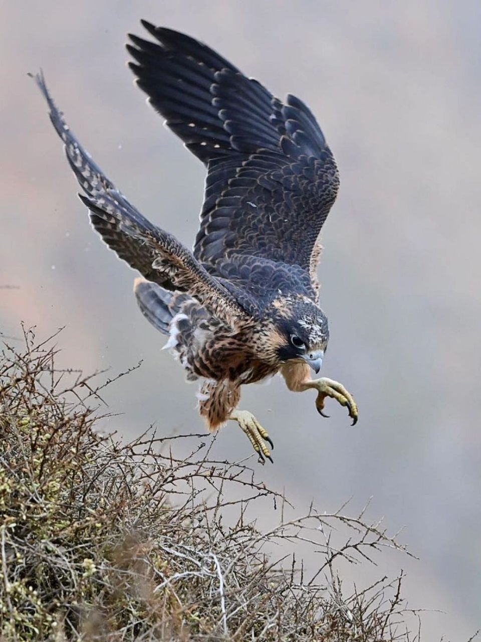 游隼飞行速度很快,俯冲时速可达每小时389千米,是世界上飞的最快的鸟.
