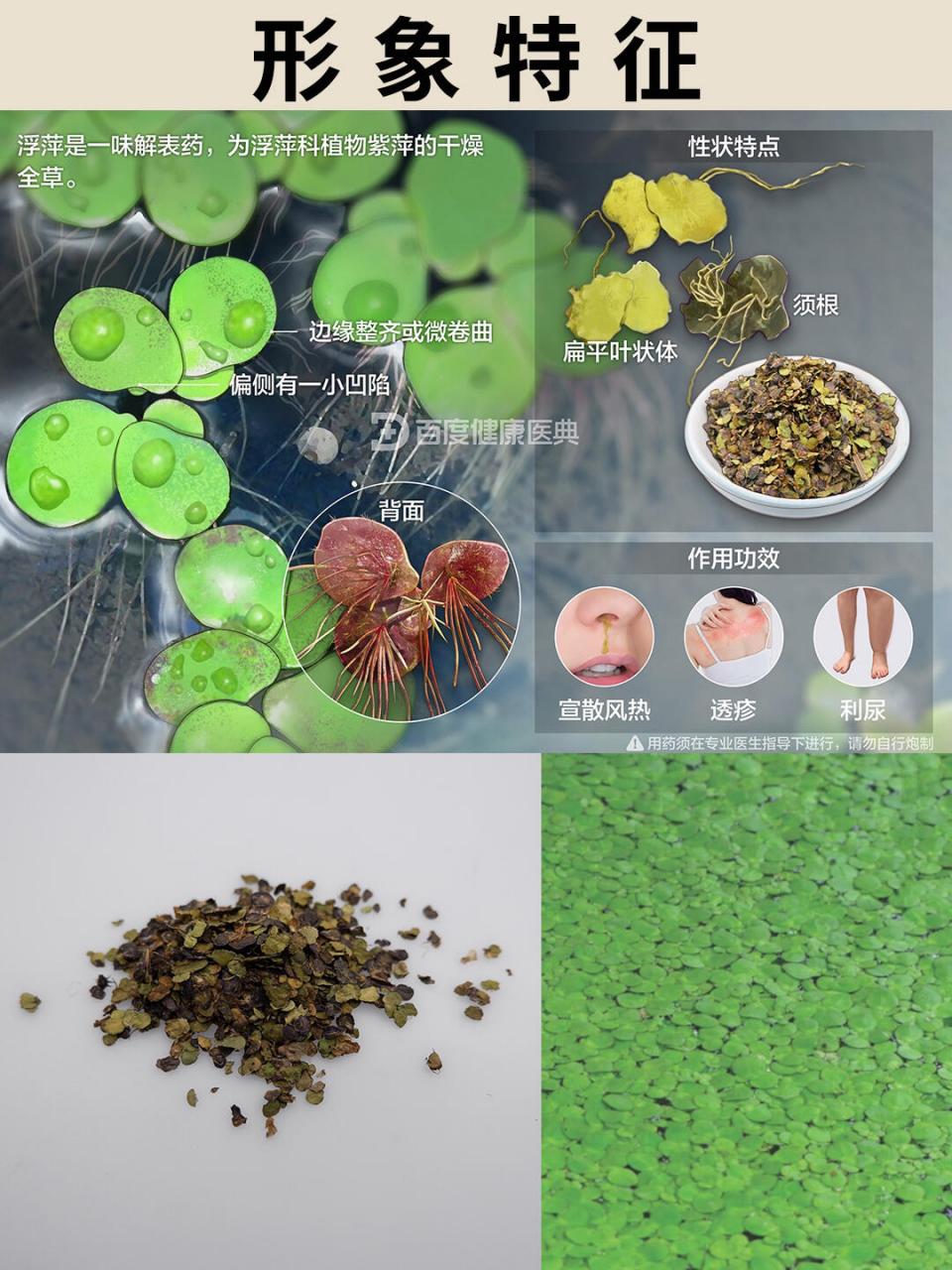 每天认识一种中药材61浮萍 95浮萍是一味解表药,为浮萍科植物紫萍