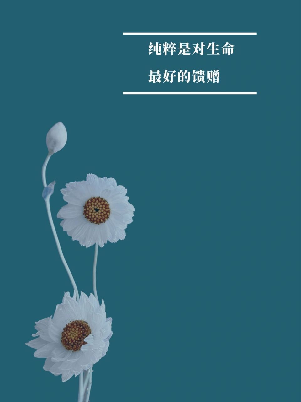 金句图经典句子唯美图片 9690 344 美学日记被我写成修心日记了