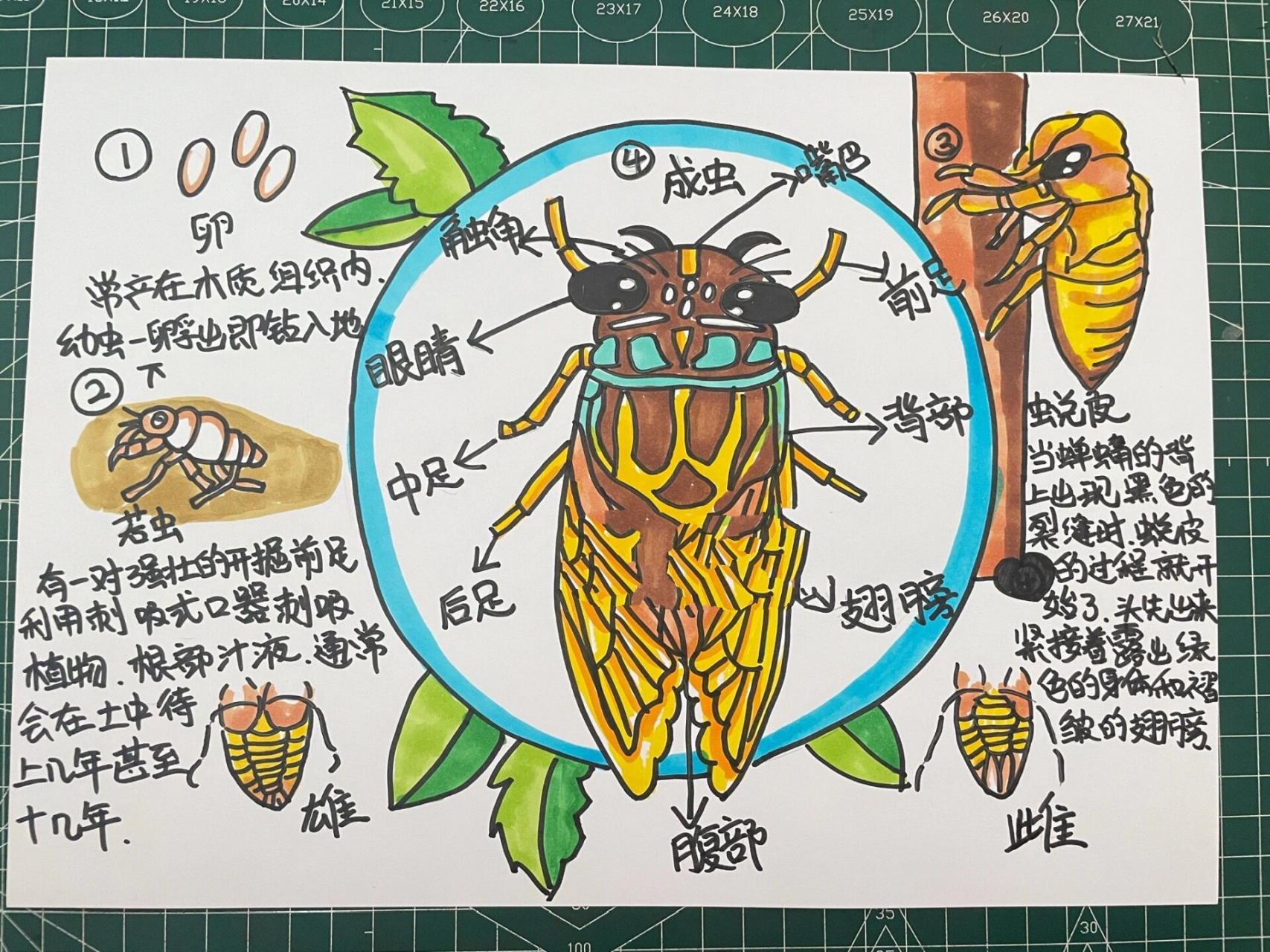 蝉的自然笔记