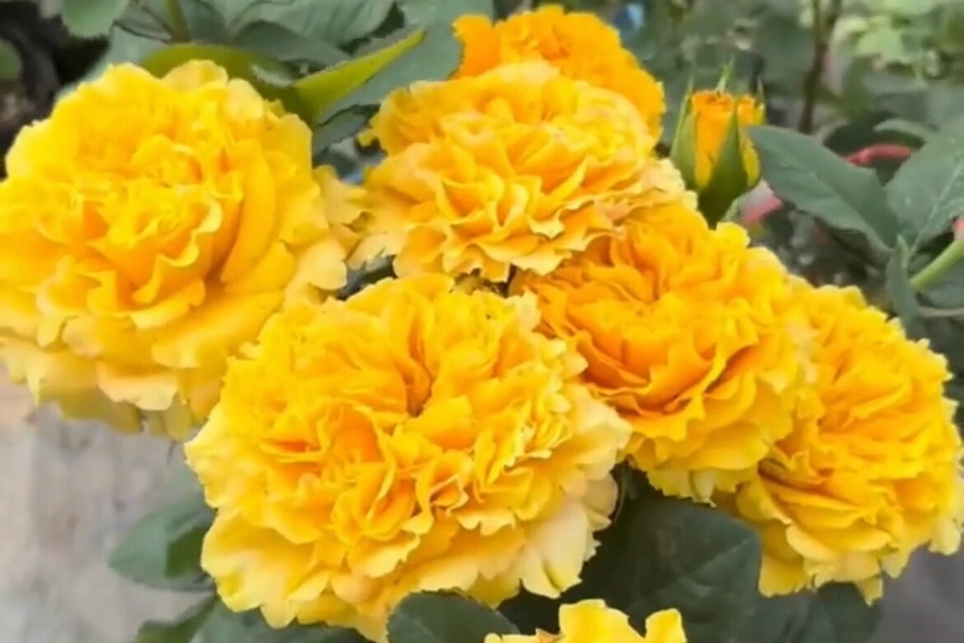 芒果酒吧月季 图一卖家的,图二我的,这差距…… 	 这是我的第一颗月季