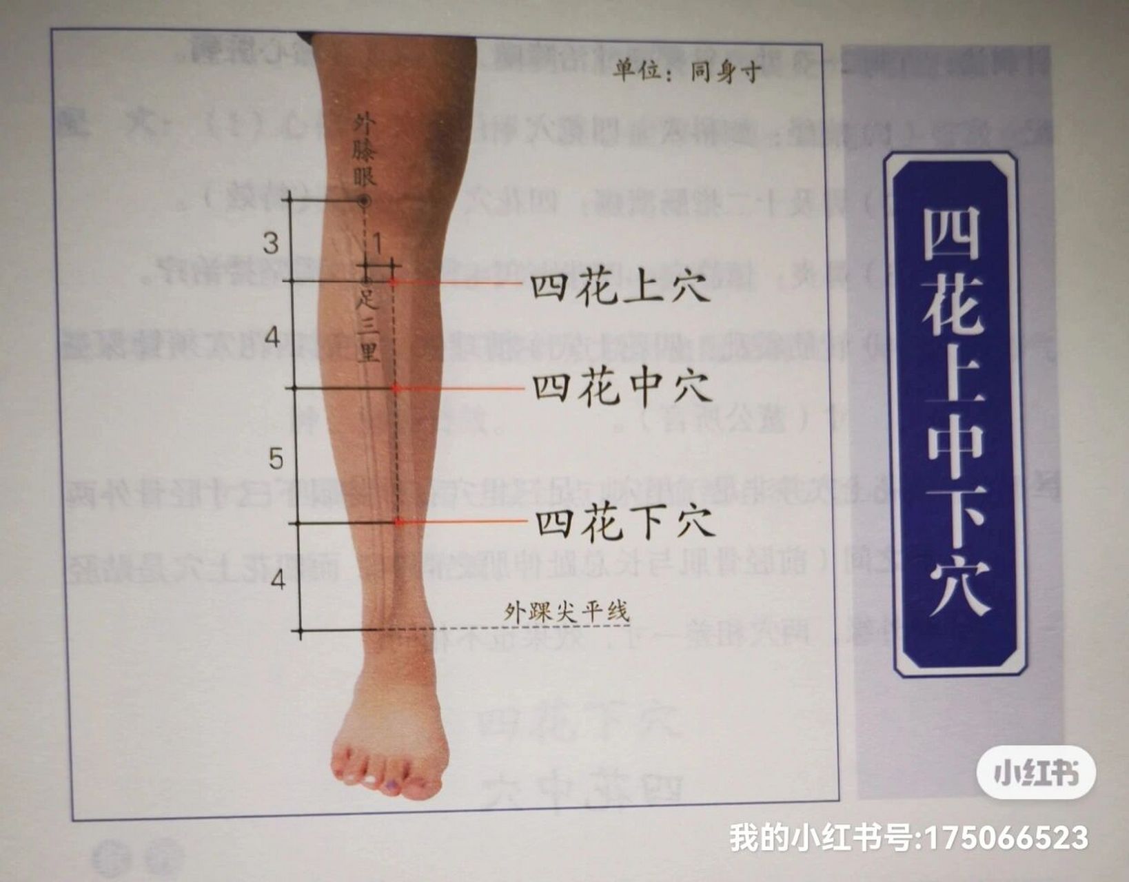 董氏奇穴～～四花中穴 小腿前面,四花上穴直下四寸处.