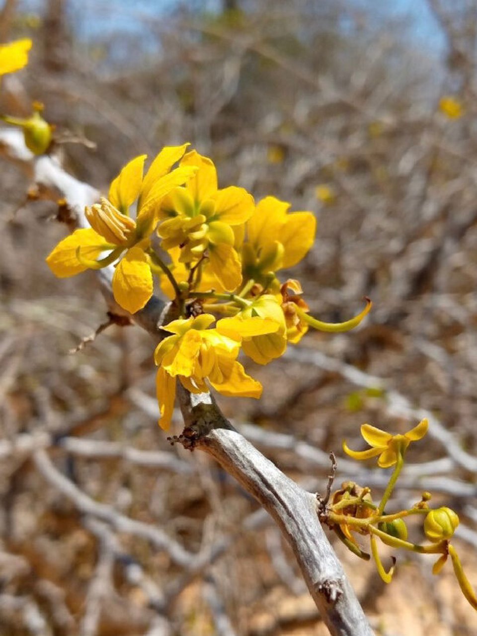 块根理论6|沙漠苏木 南方决明21011s senna meridionalis 科属:云实