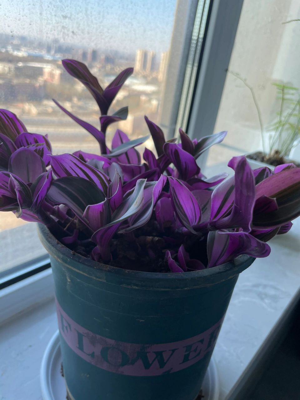 油画吊兰修剪 图一 修剪前 图二 修剪后 图三四 修剪下来的进行扦插