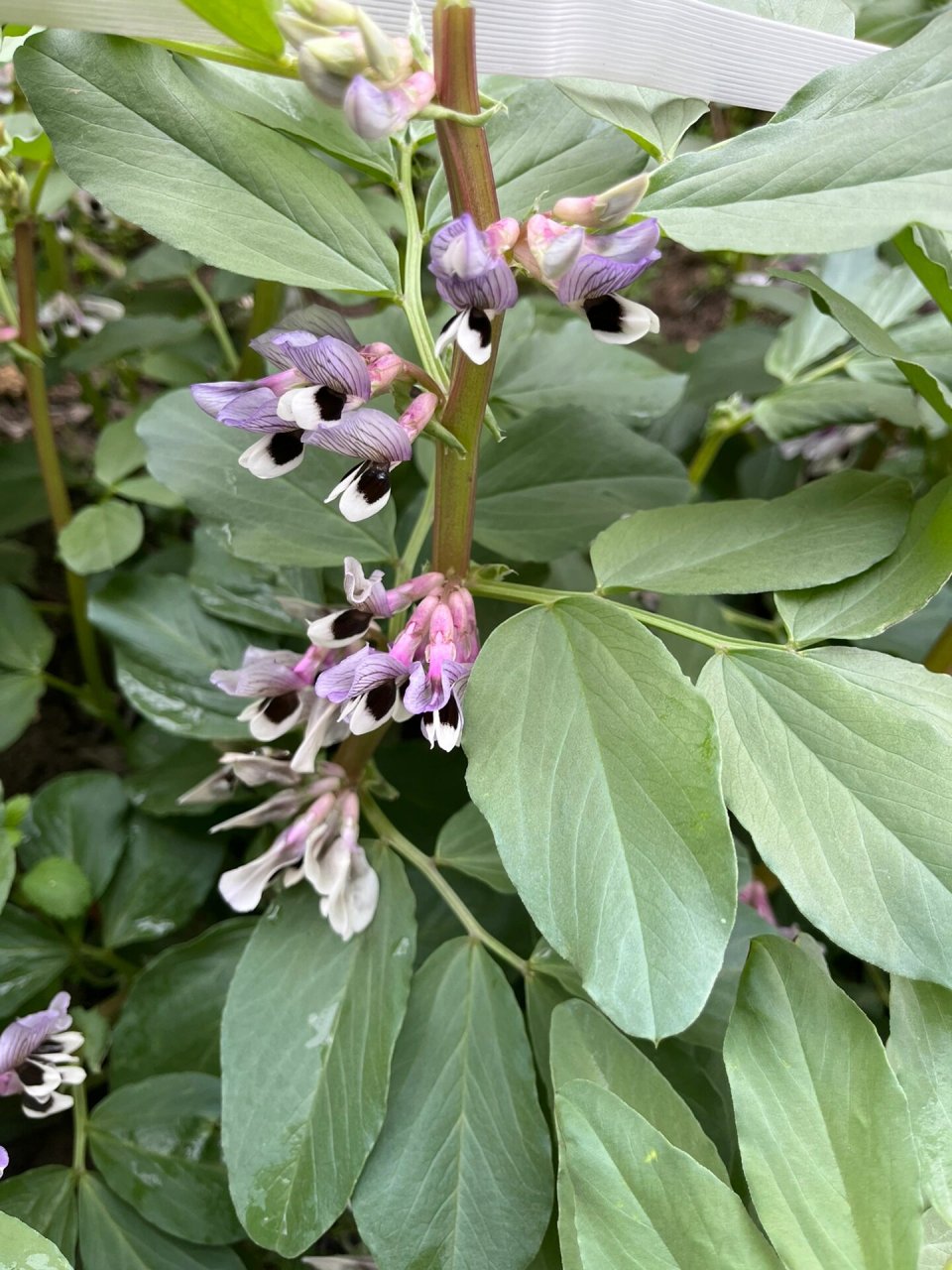 蚕豆花也可以这么好看