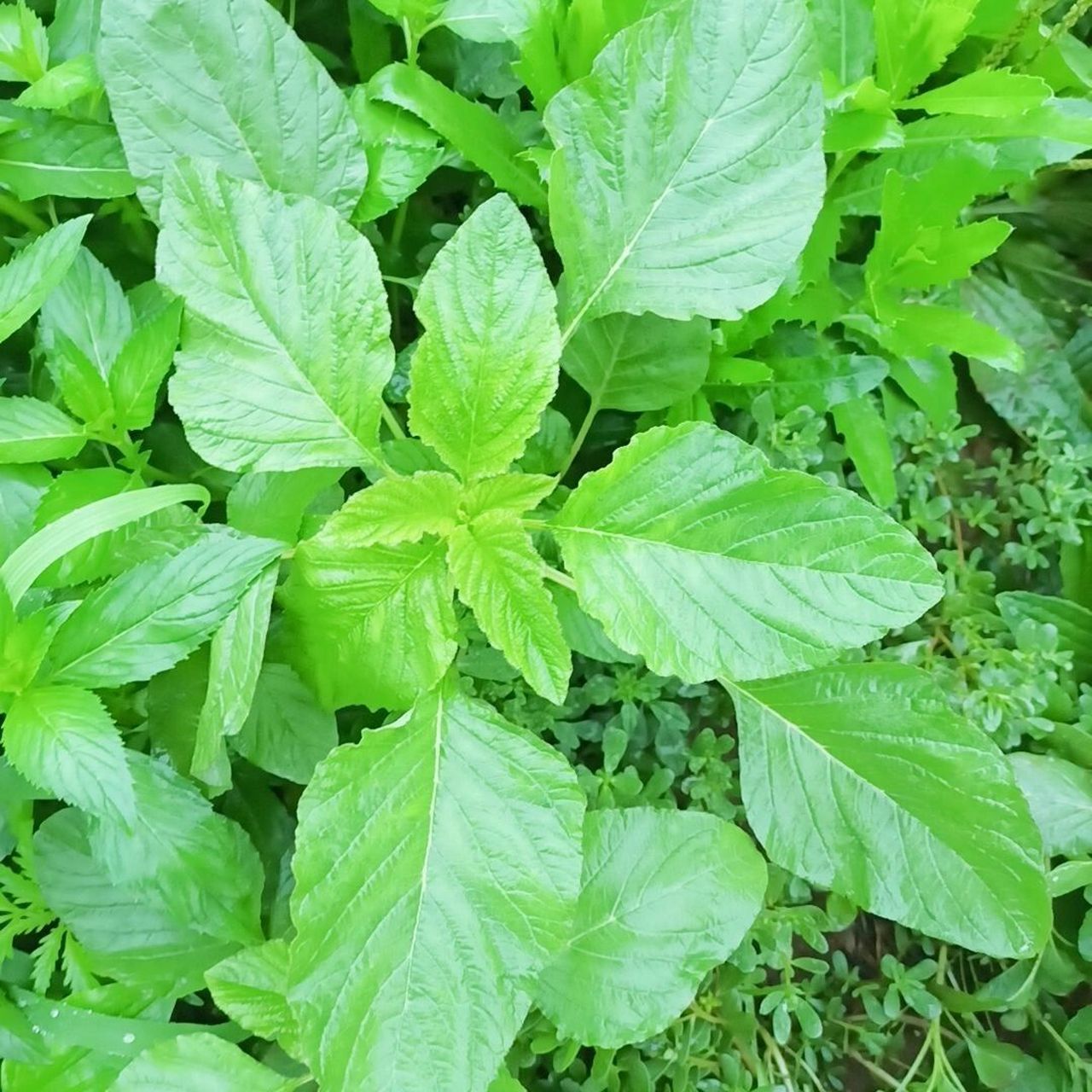 新鲜革命菜,过去七八十年代都是拿来喂猪,吃这菜好费辣椒面 新鲜革命