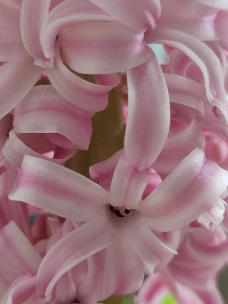 风信子,粉色的,真的美又香,冬季的花不知道还能盛开多久冷凉花卉 治愈