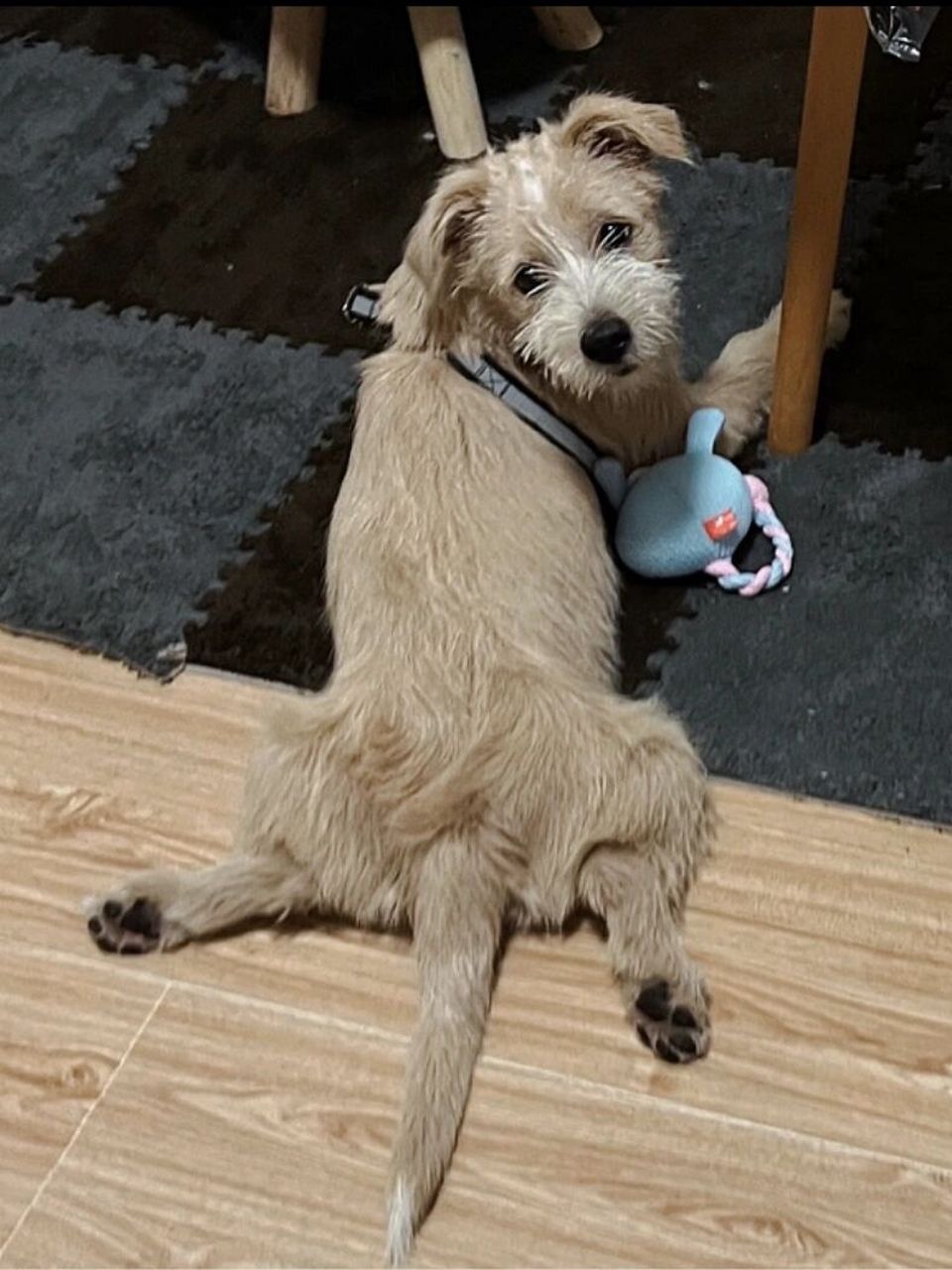 刚毛猎狐梗?雪纳瑞? 快7个月的土狗串串大倔驴,到底是串了什么梗!