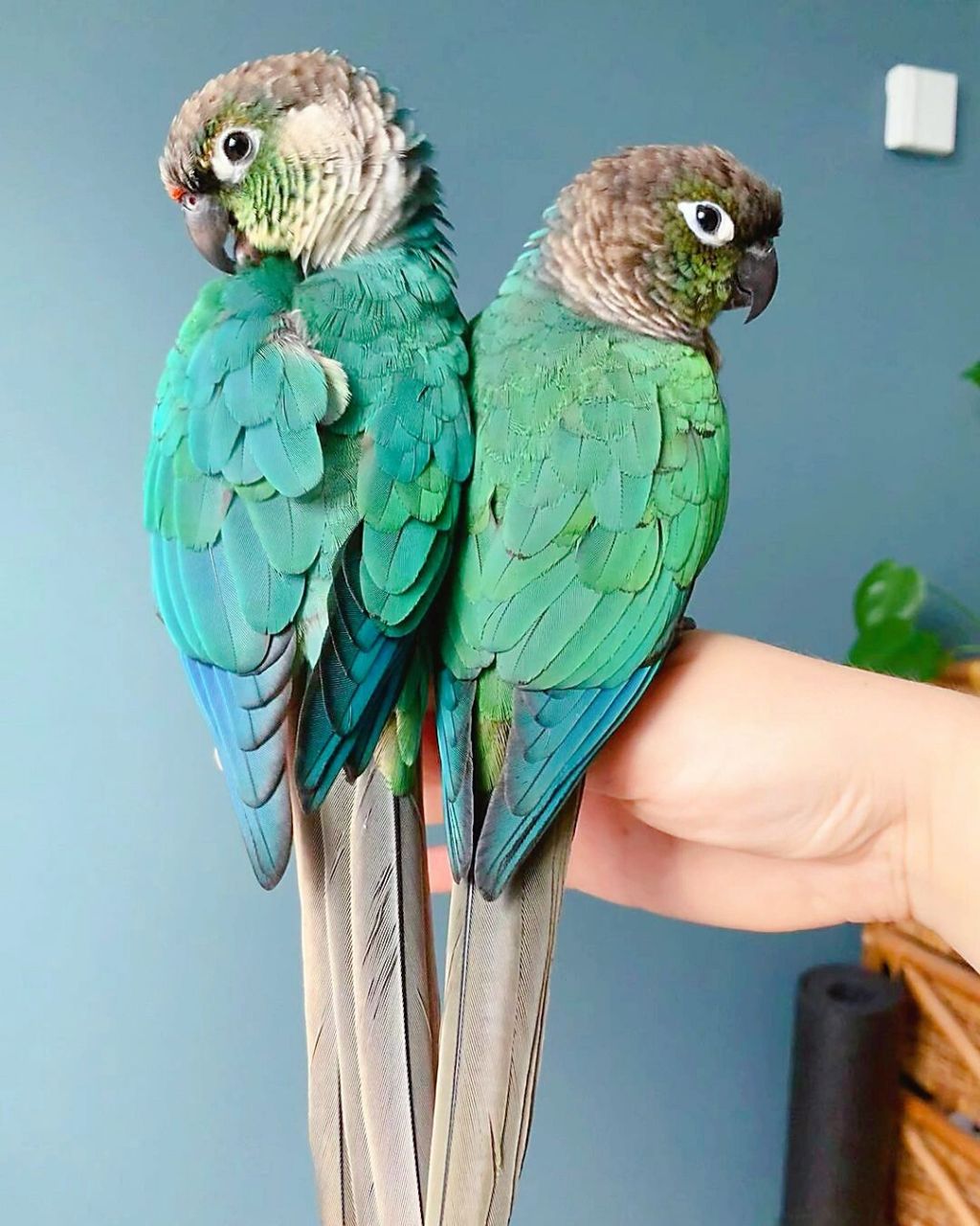 蓝化黄边小太阳