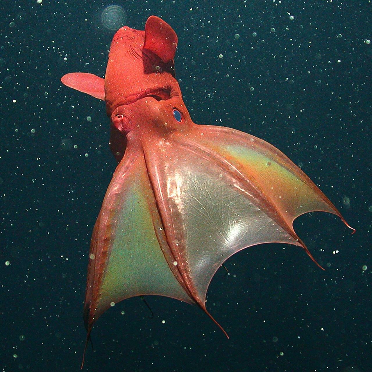 吸血乌贼 | 亿年前存活至今的吸血鬼鱿鱼 98 fantasea·奇妙海洋