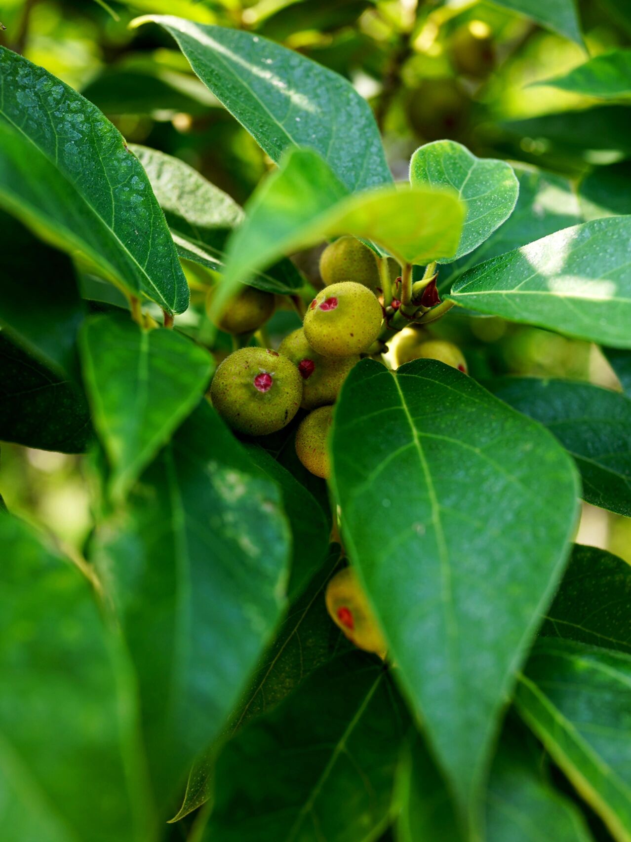 矮小天仙果|牛奶子树 矮小天仙果,别名牛奶子树,天仙果.