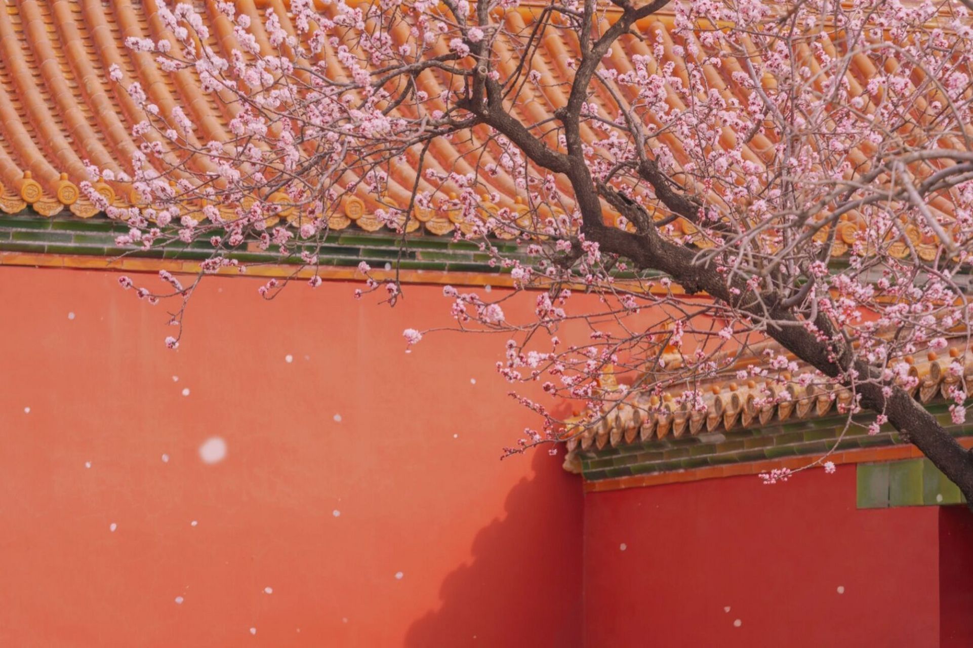 终于等来了宫城的春天,第一波杏花今日已开放,快收下这份故宫杏花指南