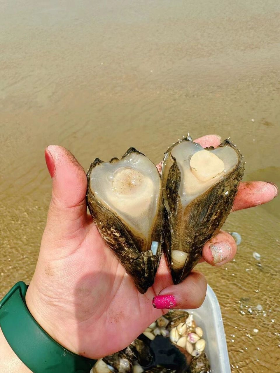 锦州白沙湾赶海图片